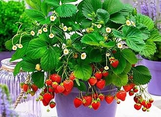 Seeds Alpine Strawberry Four Seasons - Everbearing Fruits for Planting - GMO Free