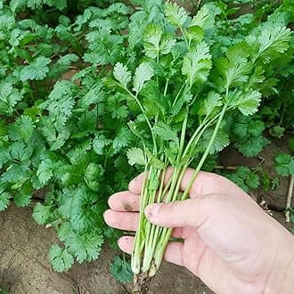 - 1000 Cilantro Seeds – Non-GMO Heirloom Coriander Herb Seeds for Indoor & Outdoor Garden Planting
