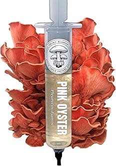 Pink Oyster (Pleurotus djamor) Liquid Culture 20mL | Spawn Mycology