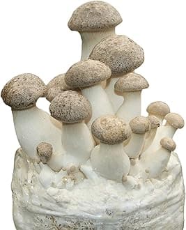 Root Mushroom Farm- -King Oyster Mushroom Grow Kit