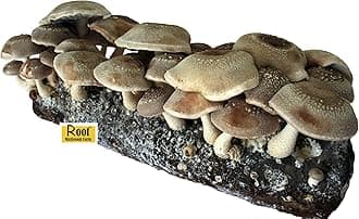 Shiitake Grow Kit