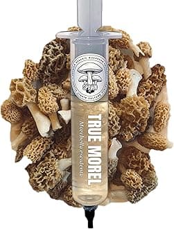True Morel (Morchella esculenta) Liquid Culture 20mL | Spawn Mycology