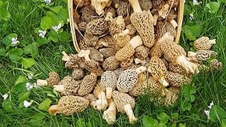 Morel Mushroom Spores in Sawdust Garden Seed Spore kit from WV 5 Gallon kit