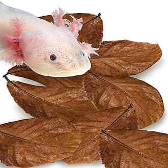 SunGrow 10 Pack Axolotl Indian Almond Leaves for Aquarium, 8-Inches, Catappa Leaf Soothes Pet’s Slime Skin, Aquarium Water Conditioner Leaves Improves Tank Water Quality, Speeds Up Recovery Process