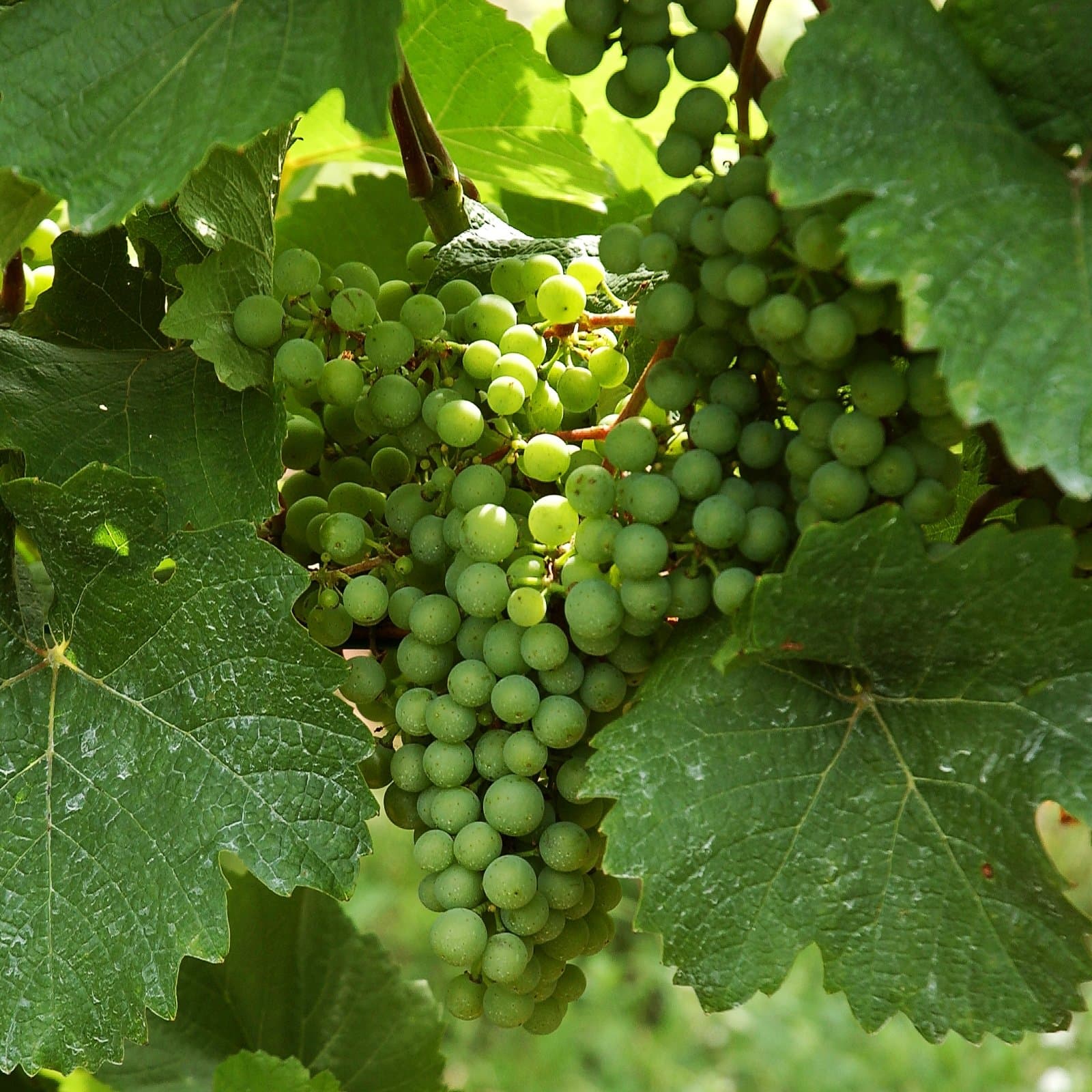 GRAPEVINE Vroege Van Der Laan 3L