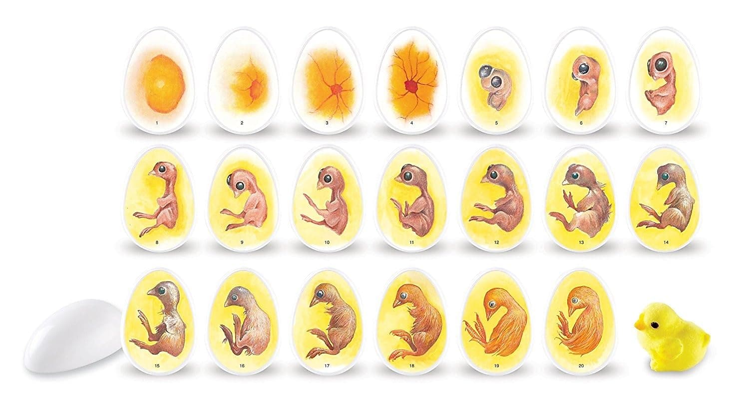 Learning Resources Chick Life Cycle Exploration Set - 21 Pieces, Ages 5+ Science Exploration Toys for Kids, Kindergartner Activities, Chicken Toys